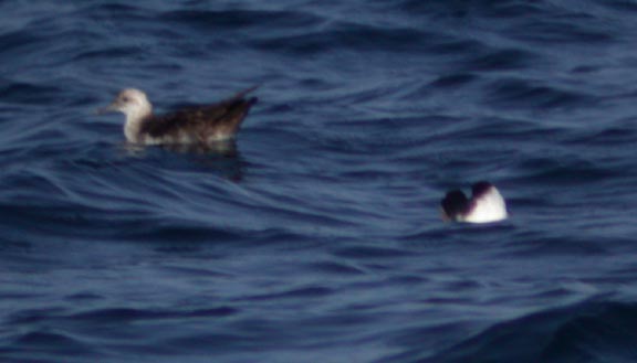 Black-vented and Galapagos Shearwaters
