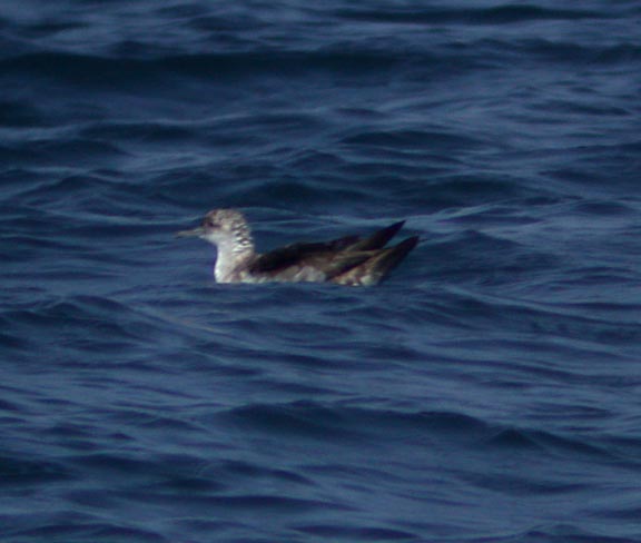 Black-vented Shearwater
