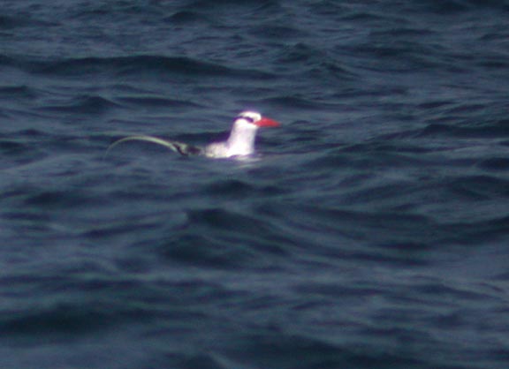 Red-billed Tropicbird