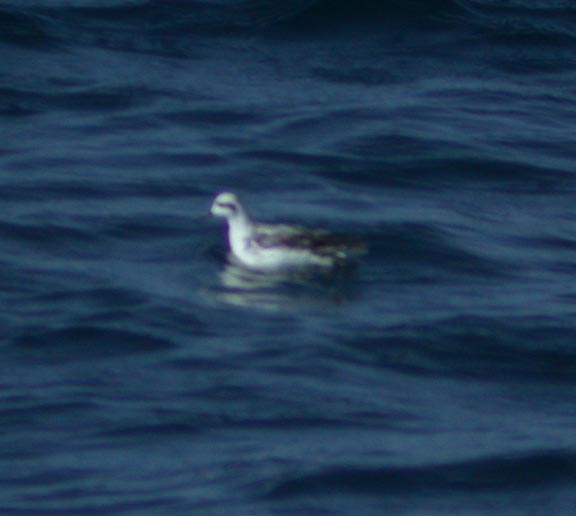 Red-necked Phalarope