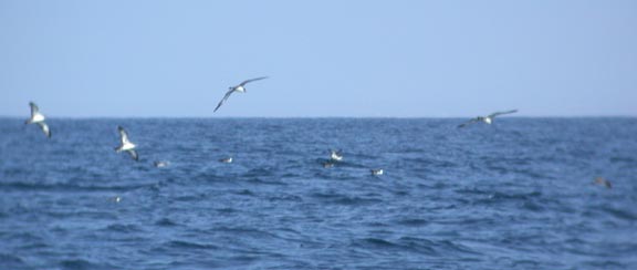 shearwater flock