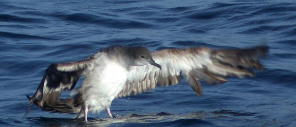 Wedge-tailed Shearwater