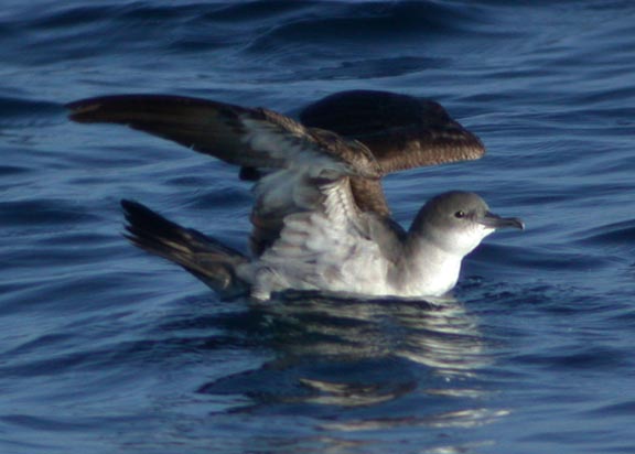 Wedge-tailed Shearwater