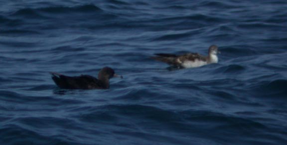 Wedge-tailed Shearwaters