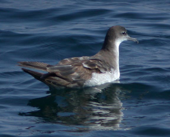 Wedge-tailed Shearwater
