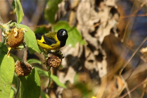 Black-headed Siskin - Michae Retter