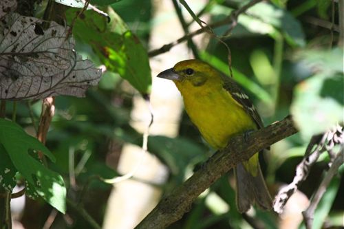 Piranga bidentata (Flame-colored Tanager) - M. Retter