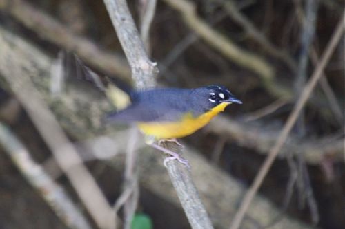 Fan-tailed Warbler doing its thing - Michael Retter