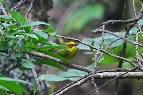 Golden-browed Warbler - Michael Retter
