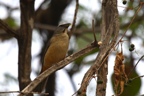 Grayish Saltator - Michael Retter