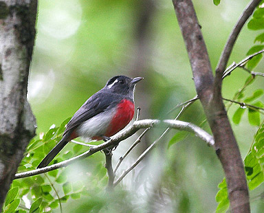 Gray-throated Chat by Ryan Shaw