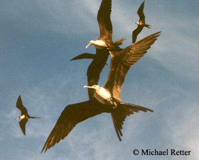 Magnificent Frigatebirds