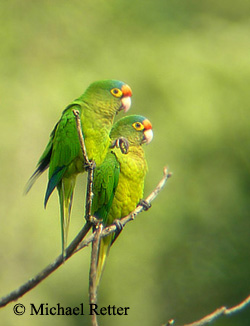 Orange-fronted Parakeet
