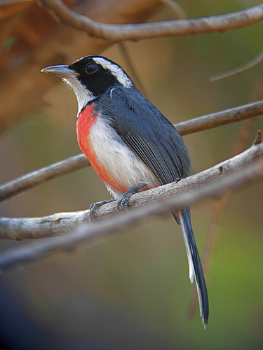 Red-breasted Chat - Michael Retter
