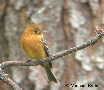 Tufted Flycatcher