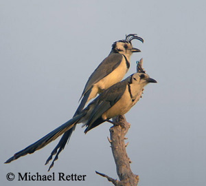 White-throated Magpie-Jay