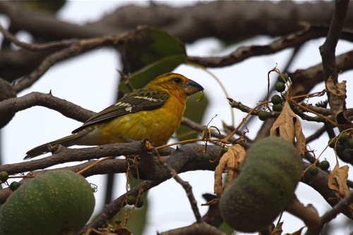 female Yellow Grosbeak - Michael Retter