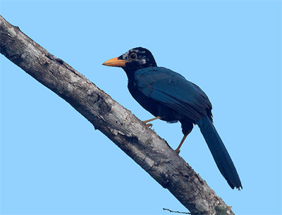 Yucatan Jay by Ryan Shaw