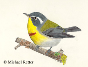 Crescent-chested Warbler